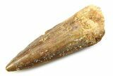 Fossil Spinosaurus Tooth - Real Dinosaur Tooth #357729-1